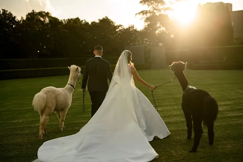 Bride and groom walking two alpacas across a lawn at sunset at their Sydney wedding